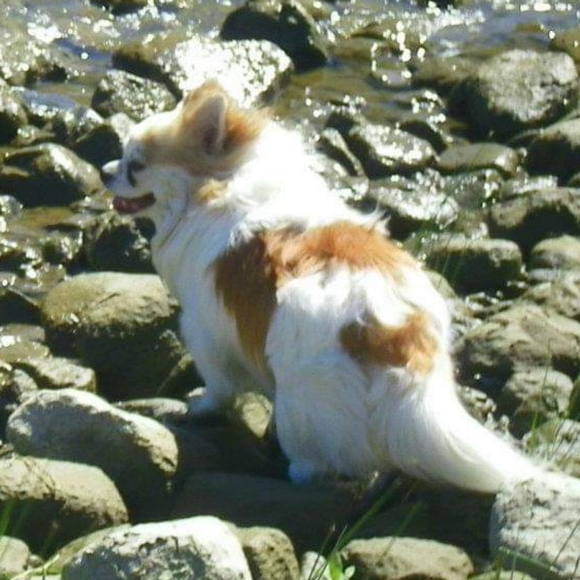 Meet your Posher, Tess - Picture 6 of 8